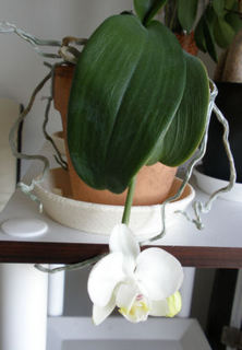 胡蝶蘭開花(全体).jpg