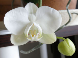 胡蝶蘭開花(花拡大).jpg