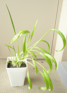 カラー大鉢.jpg
