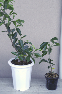 ガジュマル植え替え後.jpg