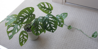 マドカズラ土植えその後.jpg