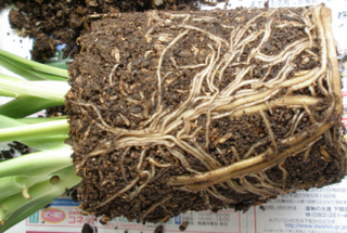 マドカズラ植え替え前の根.jpg