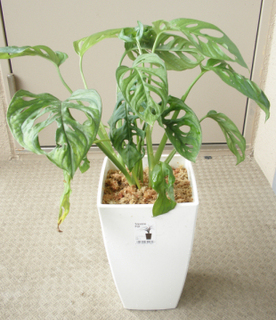 マドカズラ水苔植え.jpg