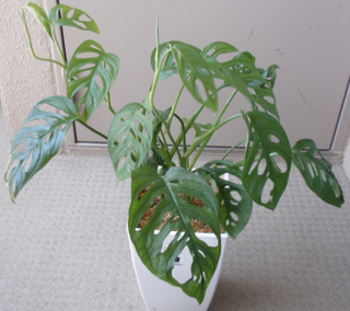 マドカズラ水苔植えその後.jpg