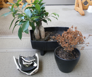 割れた鉢と植物.jpg