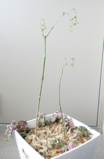 水苔植え.jpg