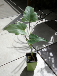 P9250144.jpg
